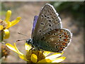 TL4661 : Common Blue butterfly (Polyommatus icarus ) by Keith Edkins
