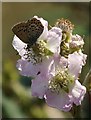 SH7783 : Silver-studded Blue (Plebeius argus) on bramble (Rubus sp.), Great Orme by Mike Pennington