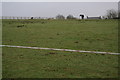 House and horse on a hill