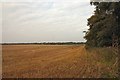 Farmland on the Elveden Estate