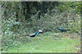 TF7124 : Peacocks on the Lynn to Fakenham Railway by Robert Walden