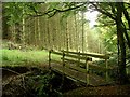 Footbridge, Tappit-hen Wood