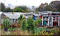 The Allotments