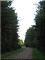 TG1817 : Well maintained forestry road through Horsford Woods by Evelyn Simak