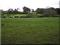 C8108 : Sheep at Knockoneill by Kenneth  Allen