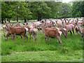 TQ1872 : Deer in Richmond Park by Mark Percy