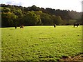 Cattle at Plasdwpa