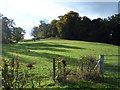 Pheasants and woodland