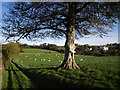 Beech, path and Trebursye Manor