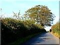 SY8197 : Minor road to Milborne St Andrew by Brian Robert Marshall