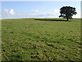 Oak in a field