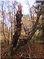 Dead tree with autumn fungi