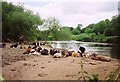 Cows on the beach