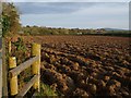 Ploughed field at Trefursdon