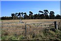 Fields and trees near Icklingham