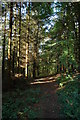 Footpath in Hillhouse Coppice in the Suckley Hills