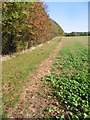 Field boundary, looking E towards the A256