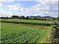 Winter crops at Hiltonshill Farm