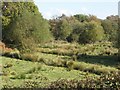 Purewell Meadows Nature Reserve