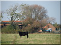 Curious Cow