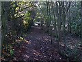 Footpath through The Rowlands