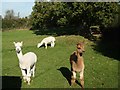 A Paddock at Totnell