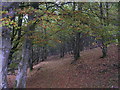 Autumn in Kingshill Wood