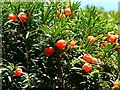 More yew berries, the Lawn, Swindon