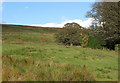 Pastures and woodland near Ayle (2)