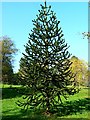 Monkey puzzle tree, The Lawn, Swindon