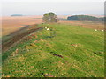 NY8170 : (The line of) Hadrian's Wall west of Milecastle 34 by Mike Quinn