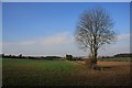 Fields near Offton