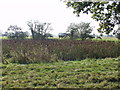 Dew pond at Willington Cross