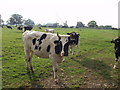 Horned black and white cattle