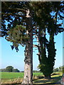 Trees near Yew Tree Cottage, Wolverley