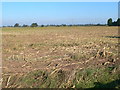 Maize stubble