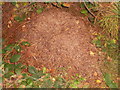 NZ1457 : Wood ant nest.Chopwell Wood by brian clark