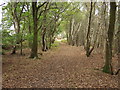 Bridle way through broad leaved woodland