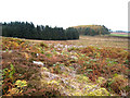 On Kirkwhelpington Common