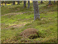 NO0393 : Ants' nest near Derry Lodge by Nigel Brown