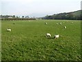 C6606 : Sheep near Banagher by Kenneth  Allen