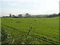 Terrydreen Townland