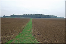 SE8923 : Looking towards Willwick Hill Plantation by David Wright