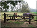 Horses opposite Manor Farm, Willoughby