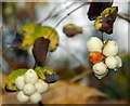 Autumn berries