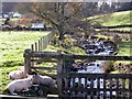 Sunbathing Sheep next to the Mill Burn, Corsock