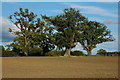 Oak trees near Mitre Farm