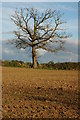 Dead oak tree near Mitre Farm