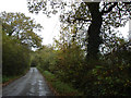 Tree lined country road