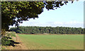 Cereal field and pine shelterbelt